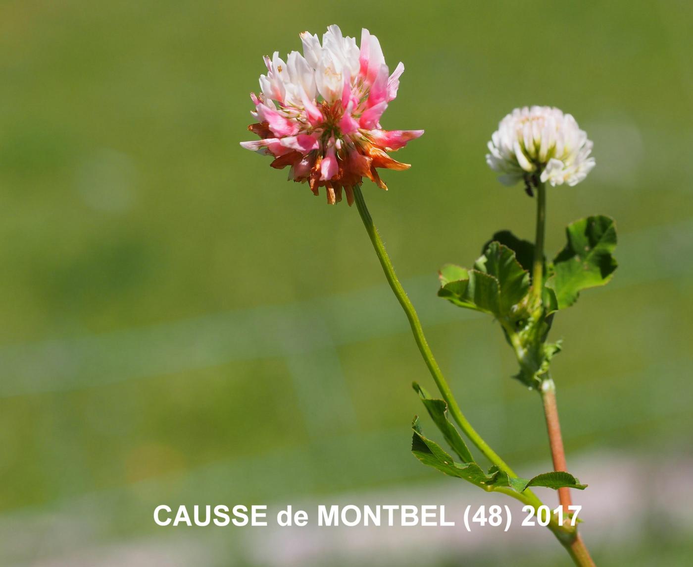 Clover, Alsike plant